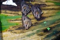 Three Tent-making Bat & x28;Uroderma bilobatum& x29; roosting in a palm frond, taken in Costa Rica Royalty Free Stock Photo