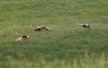 Three Texas longhorns in a field Royalty Free Stock Photo