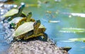 Red Eared Turtles sitting on a log