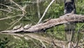 Three Texas River Turtles and a Diamondback water snake basking in the sun Royalty Free Stock Photo