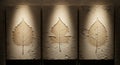 Three textured stone panels with carved leaf impressions Royalty Free Stock Photo