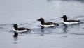 Three thick billed murre swim from right to left near ice floe