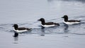 Three thick-billed murres swim near Ice floe Svalbard Royalty Free Stock Photo