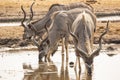 Three Greater Kudus Drinking at Waterhole