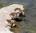 Three thirsty Canada goose goslings