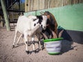 Three thirsty goats drinking eagerly out of plastic pucket in Kalahari desert of Botswana, Africa