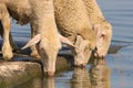 Three thirsty sheep on the watering place