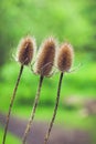 Three Thistles