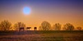 Three thoroughbred horses grazing with rising morning sun Royalty Free Stock Photo
