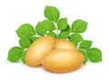 ThreeThree potatoes with leaves. Useful vegetable. Vector illustration.