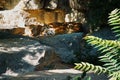 Three tiger cubs lying to rest. Striped fur of the elegant predators. Big cat