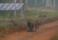 Three Tiger cubs Walking near Solar Panel at Tadoba Andhari Tiger Reserve,maharashtra,India