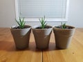 Three Tiny Tiger Tooth Aloe