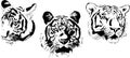 Three tigers muzzel