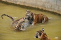 Three tigers play in water Royalty Free Stock Photo