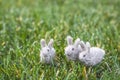Three Tiny Gray White Felted Rabbits or Bunnies on Green Grass