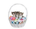 Three tiny kittens in an easter basket full of eggs, isolated Royalty Free Stock Photo