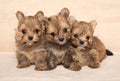 Three tiny Pomeranian puppies