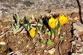 Three tiny Saffron crocus or Crocus sativus flowering perennial plants with bright yellow open flowers starting to open Royalty Free Stock Photo