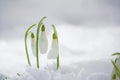 Three tiny snowdrop flowers Royalty Free Stock Photo