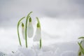 Three tiny snowdrop flowers