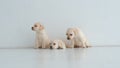 Three tired labrador puppies sit and lies on a floor Royalty Free Stock Photo