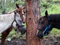 Three tired pack horses tied to a tree in the mountains on vacation for tourists horse riding in the Altai mountains