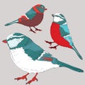 Three tit birds with red, blue and white feathers. Vector illustration on grey background Royalty Free Stock Photo