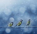 Three titmouse birds in winter Royalty Free Stock Photo