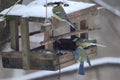 Three tits on the feeder looking for food Royalty Free Stock Photo