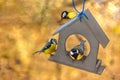 Three tits at house-shaped feeder on warm fall afternoon. Bird Day. Copy space Royalty Free Stock Photo