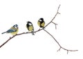 Isolated three tits on tree branch Royalty Free Stock Photo