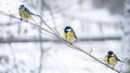 Three Tits perched on the narrow branches with the blurred background in winter Royalty Free Stock Photo