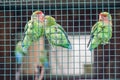 Three tittle parrots at the zoo in Sibiu Royalty Free Stock Photo