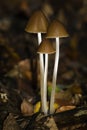 Three toadstools on the dark natural background