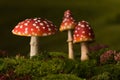 Three toadstools fairy background