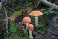 Three toadstools