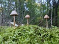 Three Toadstools Growing on a Mossy Tree