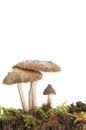 Three toadstools portrait