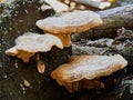 Three toadstools on a stump