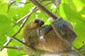 Three-toed Sloth