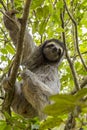 Three-toed sloth bear moving in the trees. Costa Rica Royalty Free Stock Photo