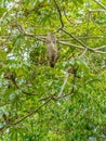 Three-toed Sloth (Bradypus infuscatus), taken in Costa Rica Royalty Free Stock Photo