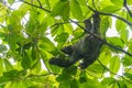 Three-toed Sloth (Bradypus infuscatus), taken in Costa Rica Royalty Free Stock Photo