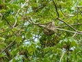 Three-toed Sloth (Bradypus infuscatus), taken in Costa Rica Royalty Free Stock Photo