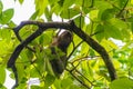 Three-toed Sloth (Bradypus infuscatus), taken in Costa Rica Royalty Free Stock Photo