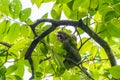 Three-toed Sloth (Bradypus infuscatus), taken in Costa Rica Royalty Free Stock Photo