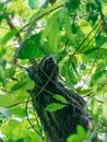 Three-toed Sloth (Bradypus infuscatus), taken in Costa Rica Royalty Free Stock Photo