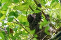 Three-toed Sloth (Bradypus infuscatus), taken in Costa Rica Royalty Free Stock Photo