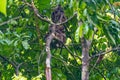 Three-toed Sloth (Bradypus infuscatus), taken in Costa Rica Royalty Free Stock Photo